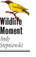 wildlife-moment-icon