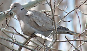 This Eurasian collared-dove recently perched in an aspen tree in the front yard of a home near the Yakima airport. These doves are not common in the area, but sightings have been on the rise. (DENNY GRANSTRAND/Special to the Herald-Republic)